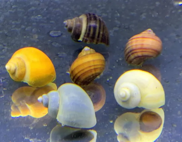mystery snail for turtle tank