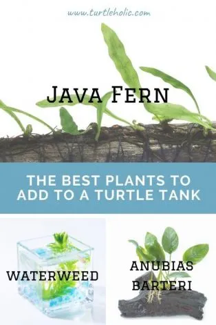 live-plants-for-turtle-tank