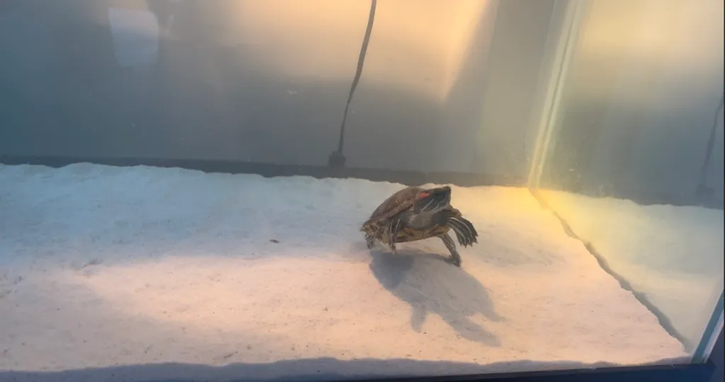 substrate for red-eared slider