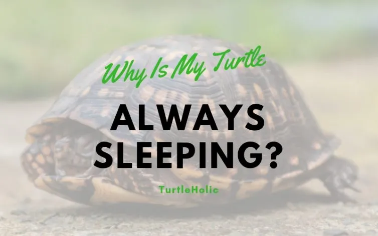 why is my turtle always sleeping main