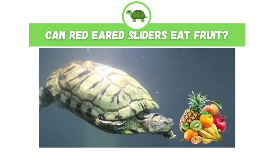 Can Red Eared Sliders Eat Fruit