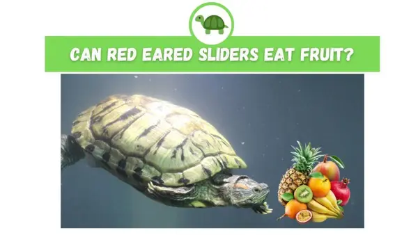 Can Red Eared Sliders Eat Fruit
