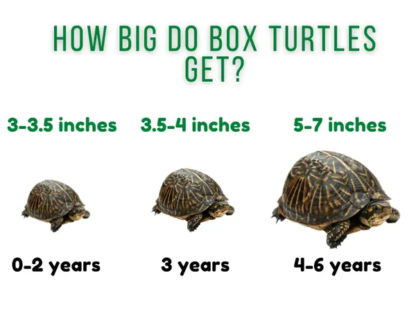 How Big Do Box Turtles Get