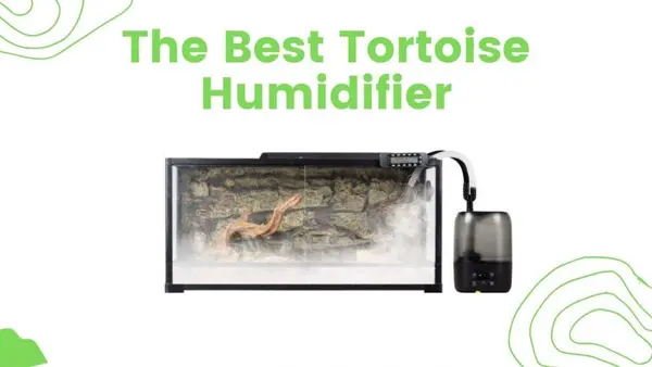 best tortoise humidifier