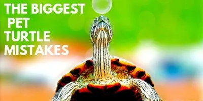 The Startling Biggest Mistakes Pet Turtle Owners Make link picture