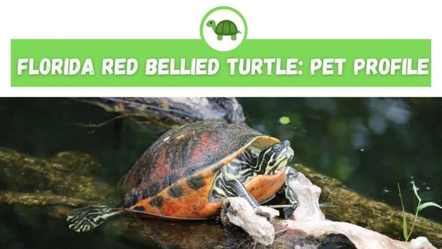 how to care for a Florida Red Bellied Turtle