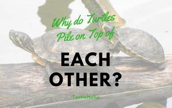 why turtles pile on top each other main