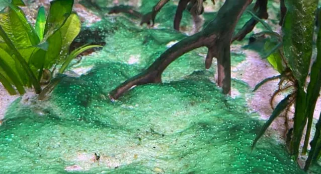 blue green algae in turtle tank
