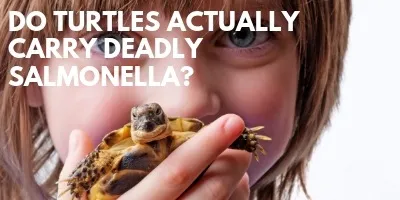 Is It True Turtles Actually Carry Deadly Salmonella link picture