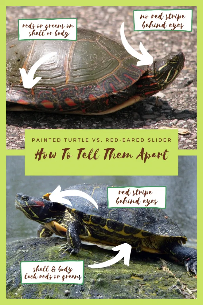 Painted Turtle vs. Red-Eared Slider Pinterest