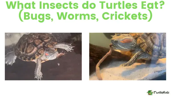 do turtles eat insects