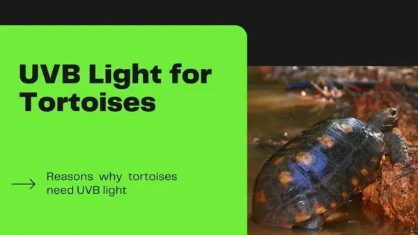 UVB Light for Tortoise