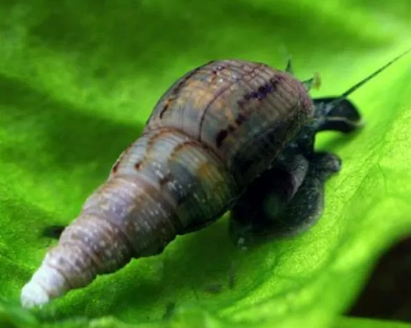 trumpet snail for turtle tank
