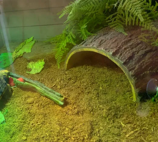 Hermann’s tortoise substrate
