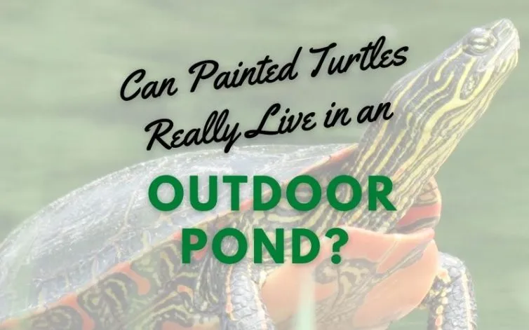 Can Painted Turtles Really Live Outdoor Pond main pic