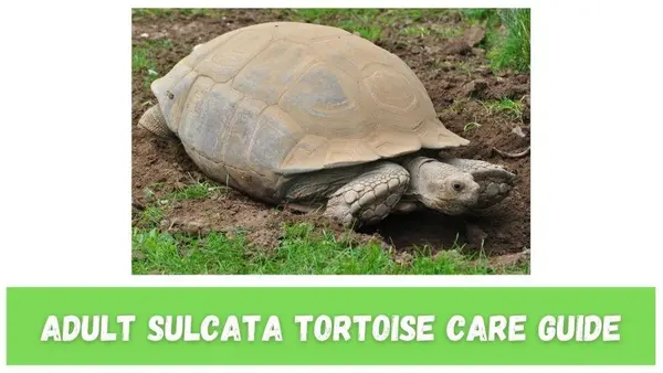 Adult Sulcata Tortoise
