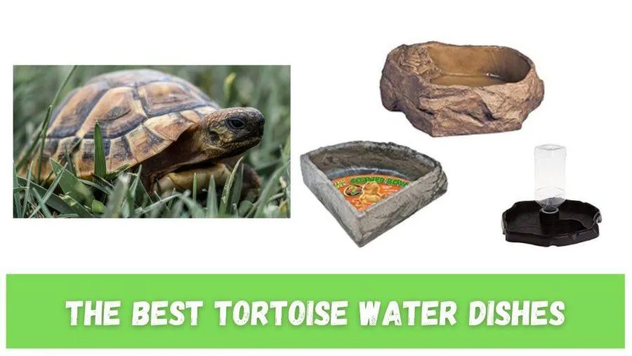 Tortoise Water Dishes