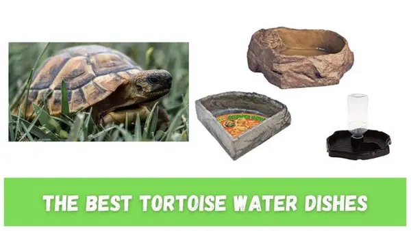 Tortoise Water Dishes