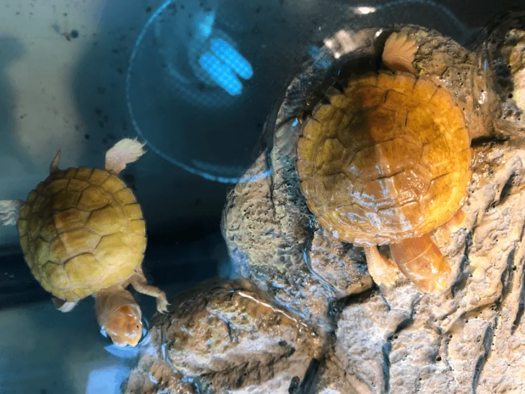 albino red eared slider