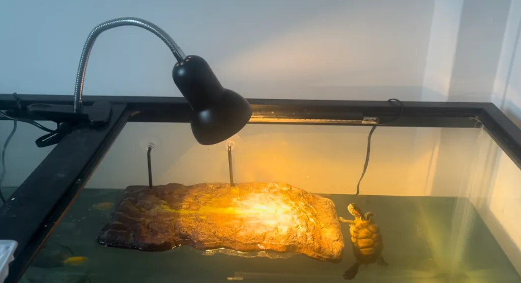red eared slider light requirements