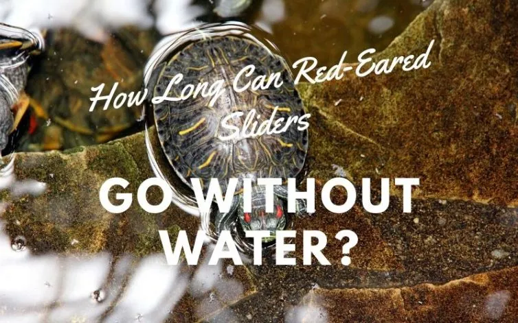 How Long Can Red-Eared Sliders Go Without Water main pic