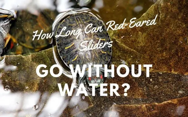 How Long Can Red-Eared Sliders Go Without Water?