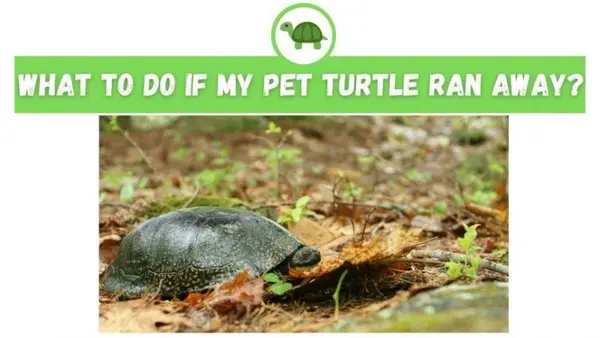 my pet turtle ran away