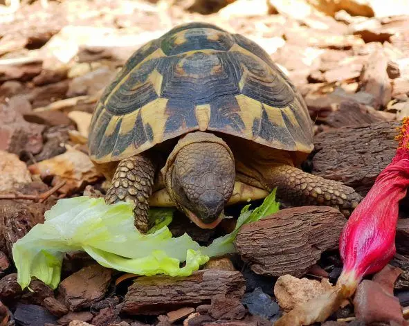 the best turtle food featured