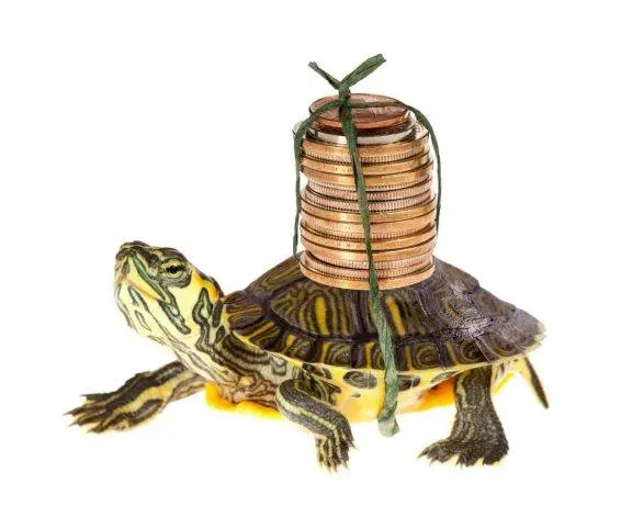 painted turtle as a pet featured