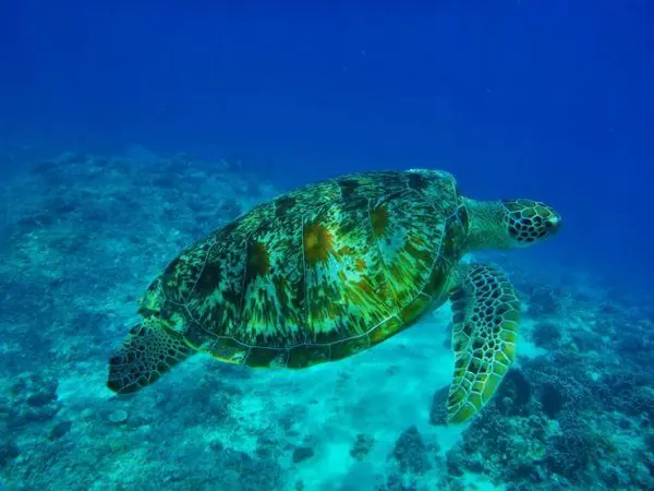 loggerhead xl 1