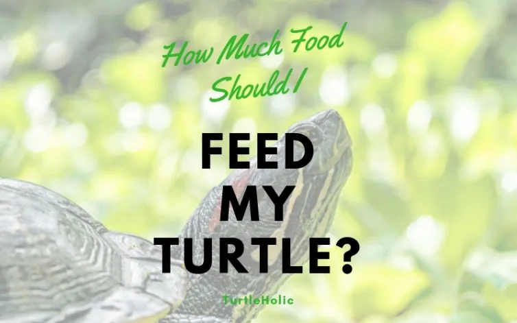 how much food should feed turtle main