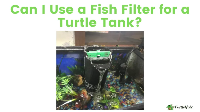 Can I Use a Fish Filter for a Turtle Tank