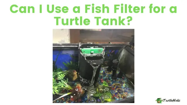 Can I Use a Fish Filter for a Turtle Tank