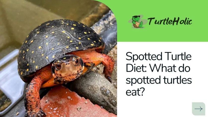 What do spotted turtles eat