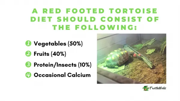 red footed tortoise diet