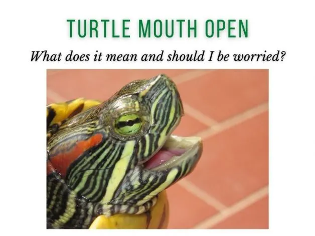 turtle mouth open