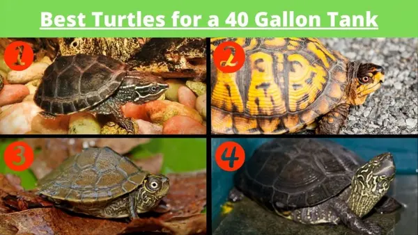 best turtles for a 40 gallon tank
