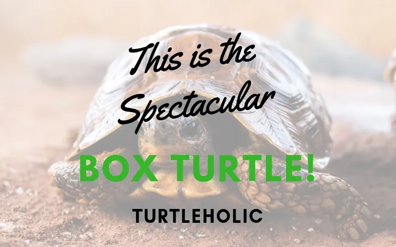 This is the Spectacular Box Turtle main picture