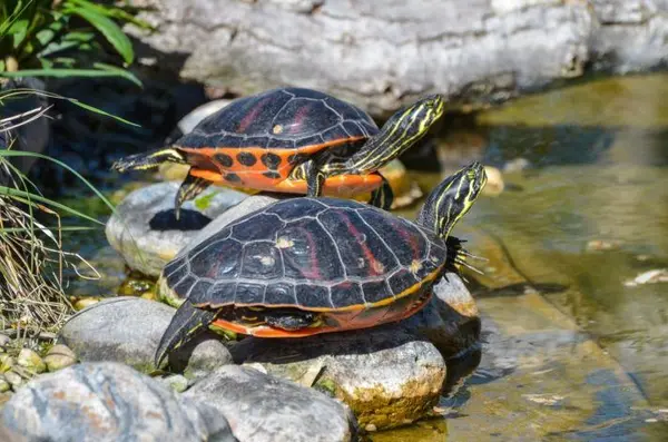 best turtle dock large turtles featured