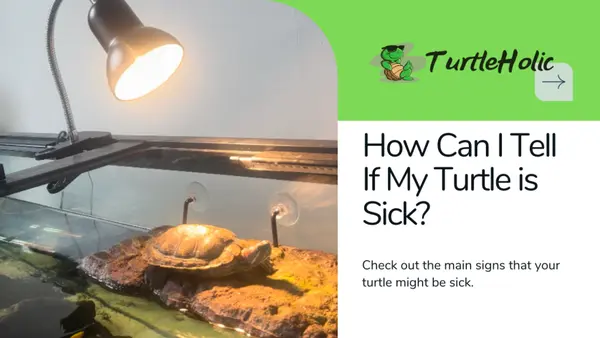 how can I tell if my turtle is sick