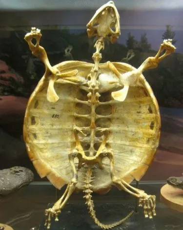inside-of-a-turtle-shell