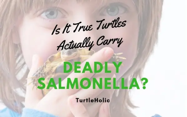 Is It True Turtles Carry Deadly Salmonella main
