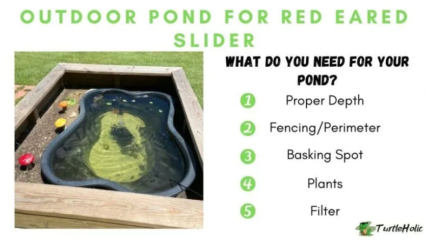 outdoor pond for red eared slider