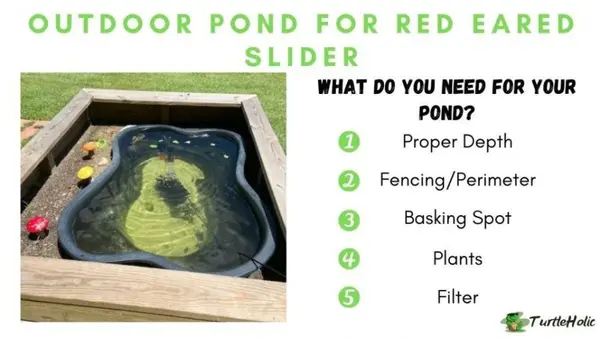 outdoor pond for red eared slider