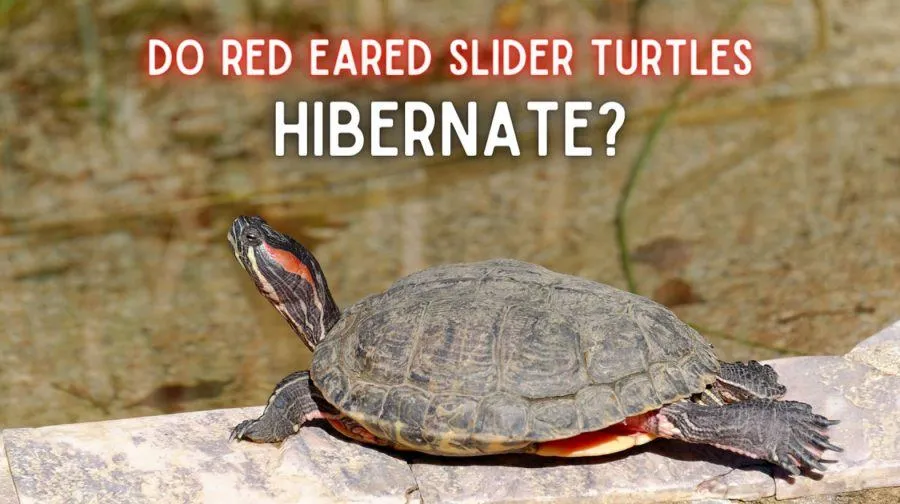 Do Red Eared Slider Turtles Hibernate