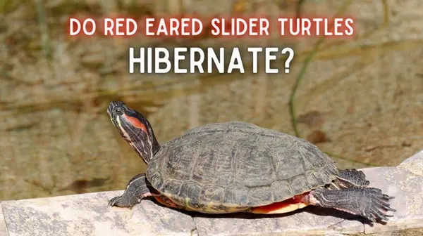 Do Red Eared Slider Turtles Hibernate