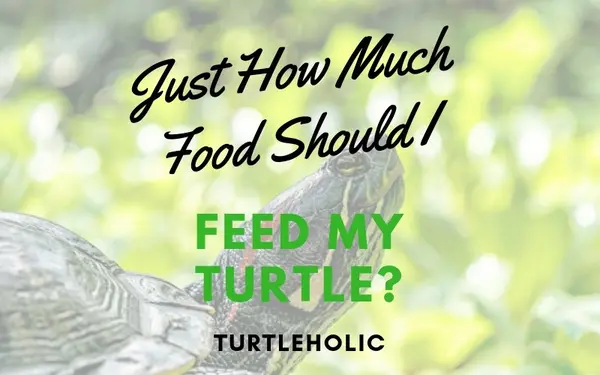 How Much (and how often) to Feed a Turtle?
