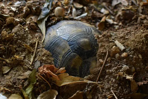 Why is My Box Turtle Digging featured picture