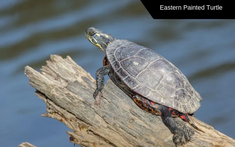 eastern painted turtle species