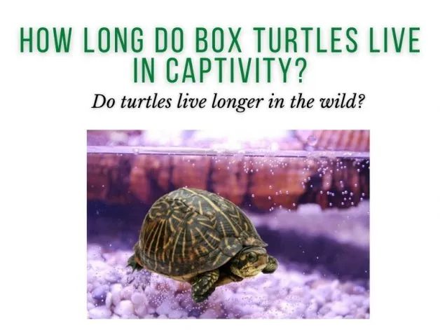 How Long Do Box Turtles Live in Captivity?